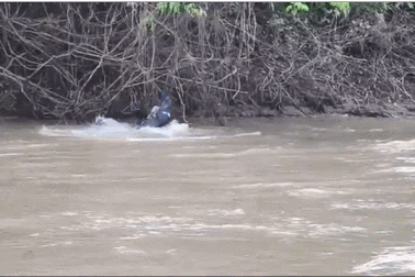 Choáng với cuộc chiến sống còn giữa cá sấu caiman và báo đốm