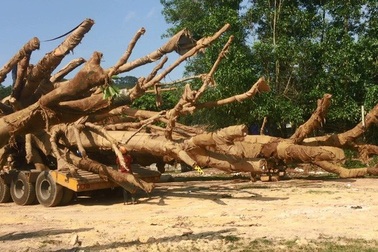 Truy được nguồn gốc một cây “quái thú”