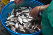 Đội mưa xối xả, người dân đổ xô đi tìm loại đặc sản mùa lũ