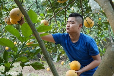 Thủ phủ bưởi Diễn tất bật thu hoạch dịp Tết Nguyên đán