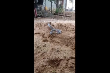 Rắn hổ ngựa thể hiện sự hung dữ để đe dọa kẻ thù