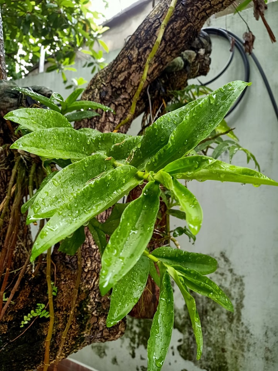 Người dân tăng công, mất sức vì sợ lan quý chết giữa nắng nóng - 6 Người dân tăng công, mất sức vì sợ lan quý chết giữa nắng nóng - 6