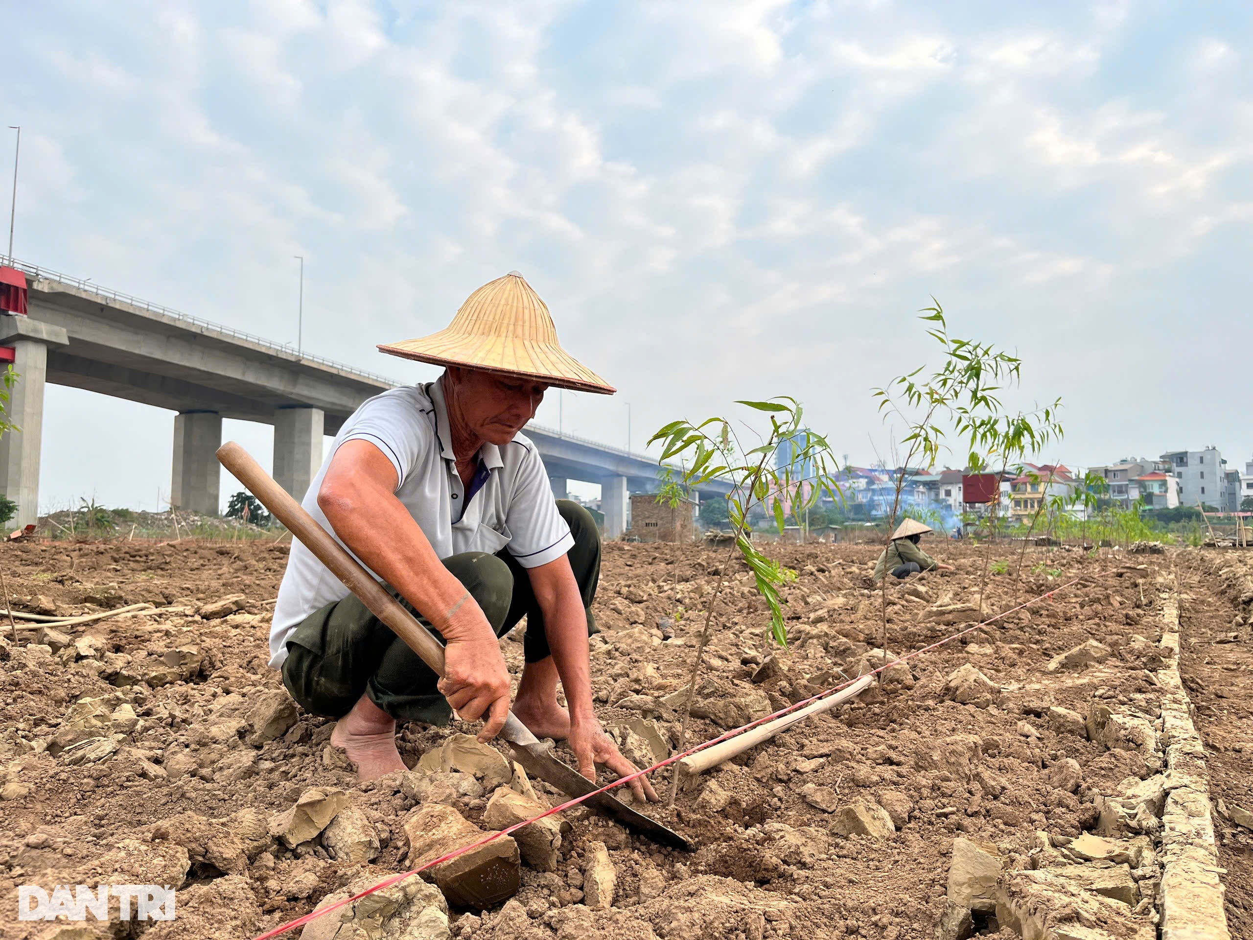 Trắng tay sau lũ, người dân làng đào ở Hà Nội trồng cúc, su hào, bắp cải - 6