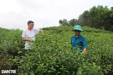 Chỉ hái mỗi ngọn cây đắng chát, nông dân thu về 300 triệu đồng/năm