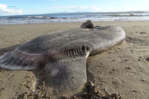 Phát hiện xác cá mặt trời siêu hiếm ở Mỹ