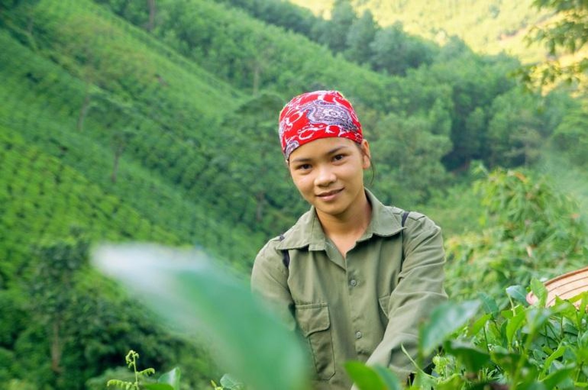 Hành trình bỏ phố về rừng, trồng chè sạch của những người trẻ - 1 Hành trình bỏ phố về rừng, trồng chè sạch của những người trẻ - 1