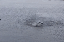 Hãi hùng cảnh người đàn ông "bơi đua" cùng cá sấu