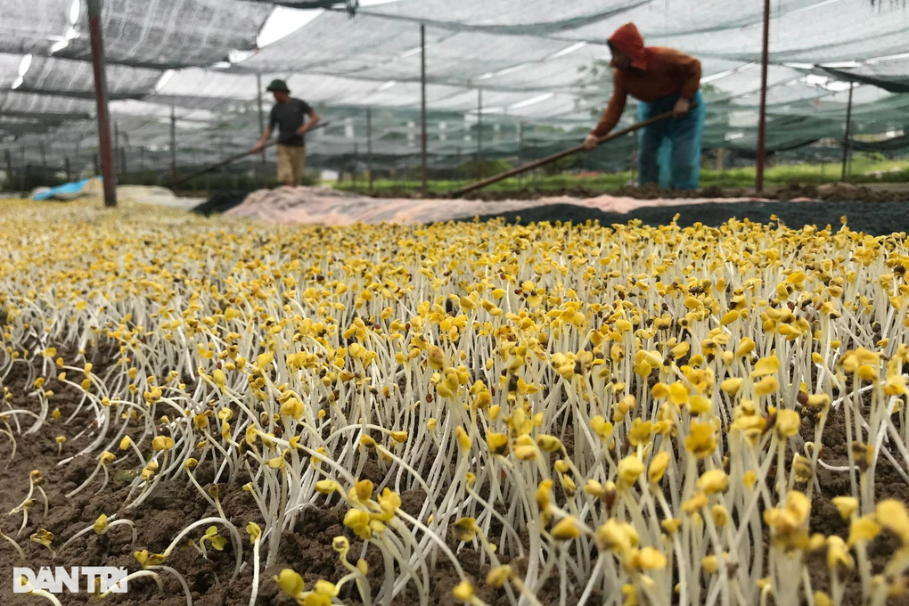 Người trồng rau màu nguy cơ mất trắng vì mưa lũ - 2 Người trồng rau màu nguy cơ mất trắng vì mưa lũ - 2