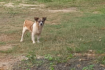 Cháu bé 8 tuổi tử vong vì bị chó cắn nhưng gia đình không biết