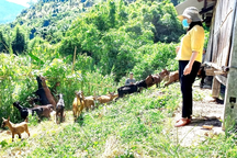 Quảng Nam phân bổ hơn 750 tỷ đồng cho mục tiêu giảm nghèo bền vững