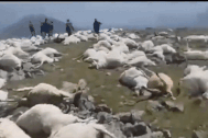 Sốc cảnh cả đàn cừu 550 con bị sét đánh chết
