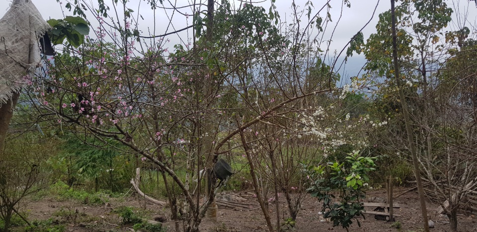 Độc đáo đào ghép mận cho ra hoa rất đẹp ở miền Tây xứ Nghệ - 13 Độc đáo đào ghép mận cho ra hoa rất đẹp ở miền Tây xứ Nghệ - 13