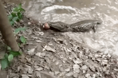 Tham ăn, cá sấu vong mạng trước sinh vật có dòng điện 860 Volt