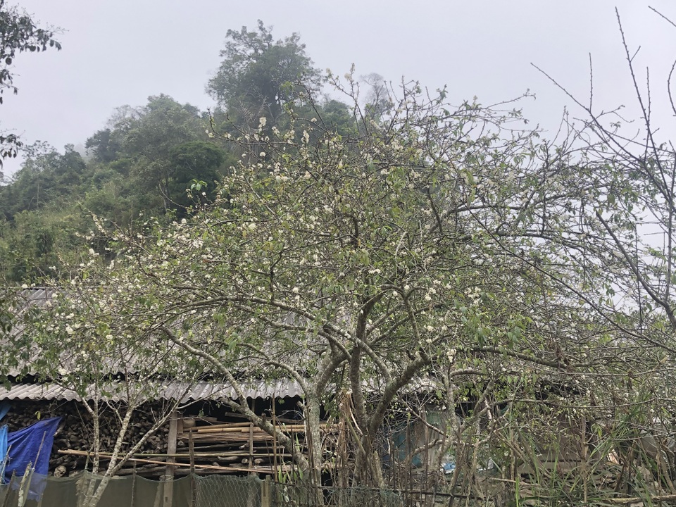 Ngắm thiên đường hoa mận nở nơi Mường Lống những ngày cuối năm - 22 Ngắm thiên đường hoa mận nở nơi Mường Lống những ngày cuối năm - 22