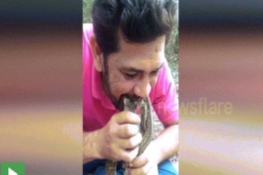 Nổi da gà cảnh người đàn ông ngậm 4 đầu rắn kịch độc