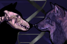 Thêm bằng chứng cho thấy tổ tiên của chó nhà là loài sói