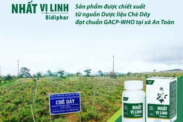 Bidiphar hỗ trợ sinh kế cho đồng bào Bana với cây dược liệu chè dây