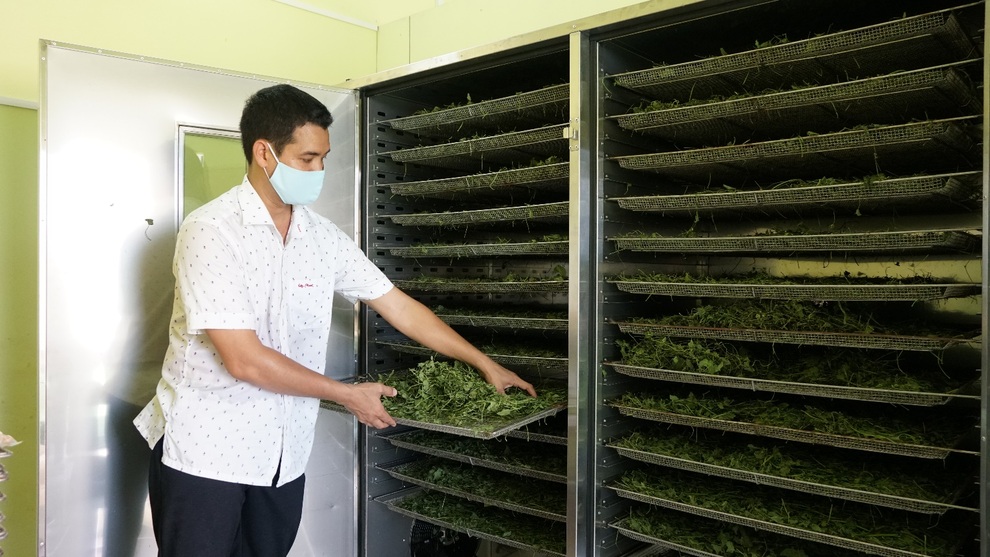 Bỏ 1,5 tỷ đồng trồng loại rau Bỏ 1,5 tỷ đồng trồng loại rau