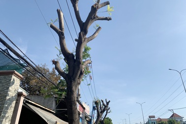 Hàng chục cây xanh ở TPHCM bị cắt trụi giữa tiết trời nắng như đổ lửa