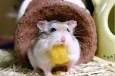 Độc nhất vô nhị những chiêu “Tết” thầy!