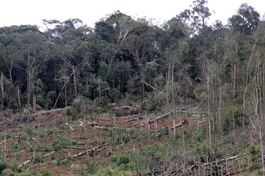 Kỷ luật 5 cán bộ kiểm lâm không báo cáo tình trạng phá rừng