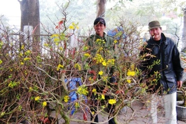 Phố phường ngập sắc Xuân