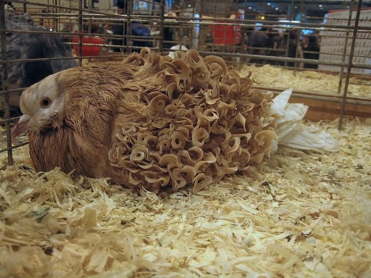 Độc đáo bồ câu lông xoăn sành điệu - 5