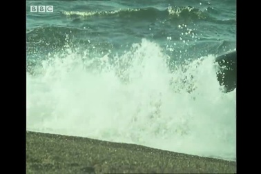 Xem cá voi sát thủ săn sư tử biển