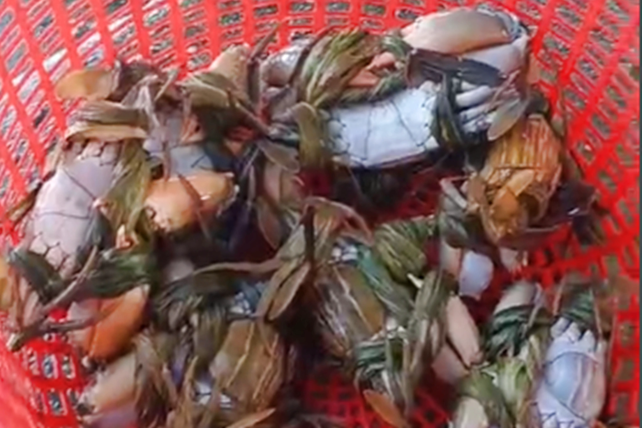 Nuôi con bơi giật lùi xen cua và cá, lão nông thu lãi khủng - 4 Nuôi con bơi giật lùi xen cua và cá, lão nông thu lãi khủng - 4