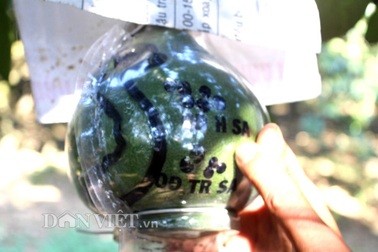 3 triệu đồng/cặp bưởi tạo hình bản đồ Việt Nam cho Tết 2017