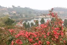 "Vương quốc" hoa đỗ quyên độc nhất Việt Nam