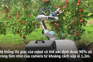 Ngắm robot thông minh hái táo thần tốc… mỗi giây một quả
