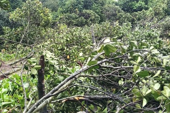 Lốc xoáy quét qua xã đảo ở Cần Thơ làm 28 hộ dân bị ảnh hưởng