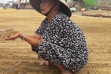 Xót xa nhìn gạo mốc meo, lúa lên mầm sau lũ