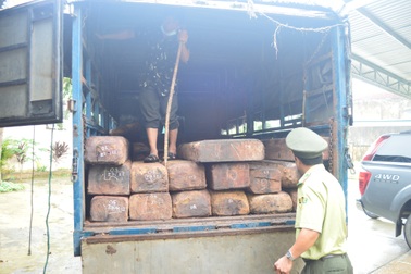 Dùng phân gà ngụy trang 32 phách gỗ quý