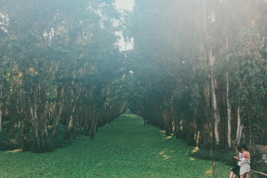 Thám hiểm 5 con đường xuyên rừng tràm đẹp ngỡ ngàng ở miền Tây