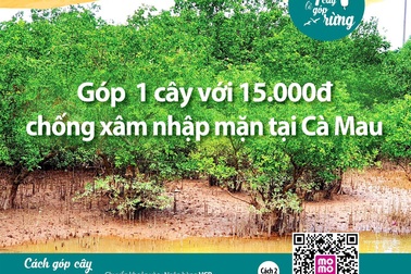 Vụ "vận động tiền trồng rừng”: Vườn quốc gia bất ngờ về việc gom tiền