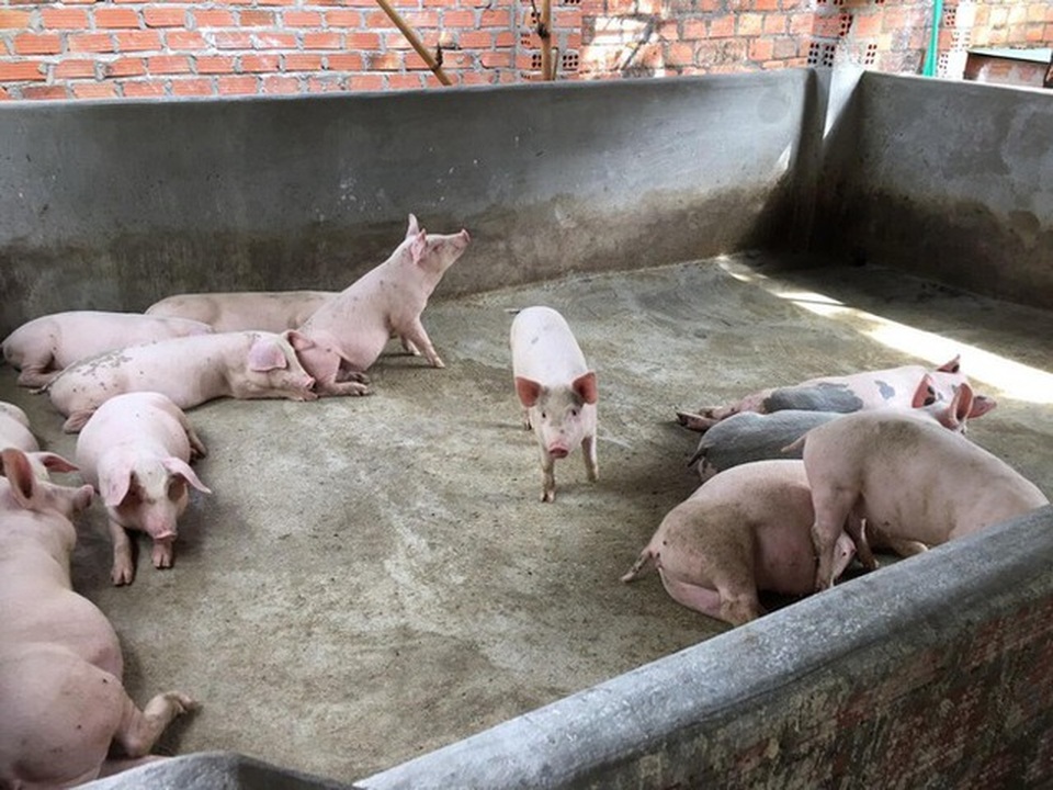 Vì sao những ca sĩ có cát- sê “khủng” bỏ nghề, đi làm thợ mộc, nuôi heo? - 2 Vì sao những ca sĩ có cát- sê “khủng” bỏ nghề, đi làm thợ mộc, nuôi heo? - 2