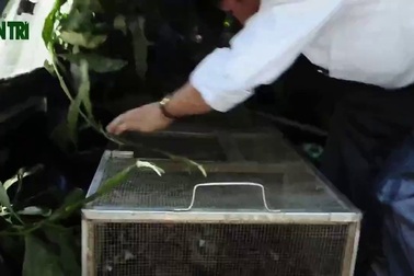 Bàn giao trăn “ăn vạ” tại nhà dân cho Trung tâm cứu hộ động vật hoang dã