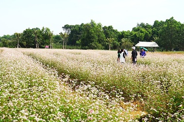 Cánh đồng hoa tam giác mạch nở rộ tại Hà Nội