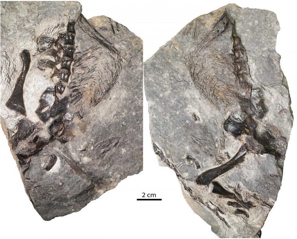 Hóa thạch thằn lằn 300 triệu năm tuổi được tìm thấy ở Canada - 1 Hóa thạch thằn lằn 300 triệu năm tuổi được tìm thấy ở Canada - 1