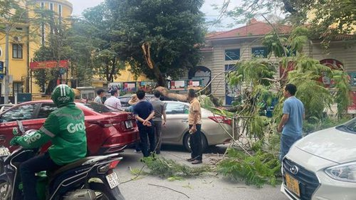 Cây phượng cổ thụ đổ đè trúng 2 ô tô trên phố Hà Nội - 2 Cây phượng cổ thụ đổ đè trúng 2 ô tô trên phố Hà Nội - 2
