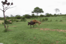 Xem sư tử đực thể hiện sức mạnh, hạ gục trâu rừng châu Phi