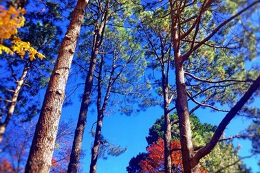 Mùa thu Canberra đẹp "tựa tranh vẽ" qua ống kính DHS Việt