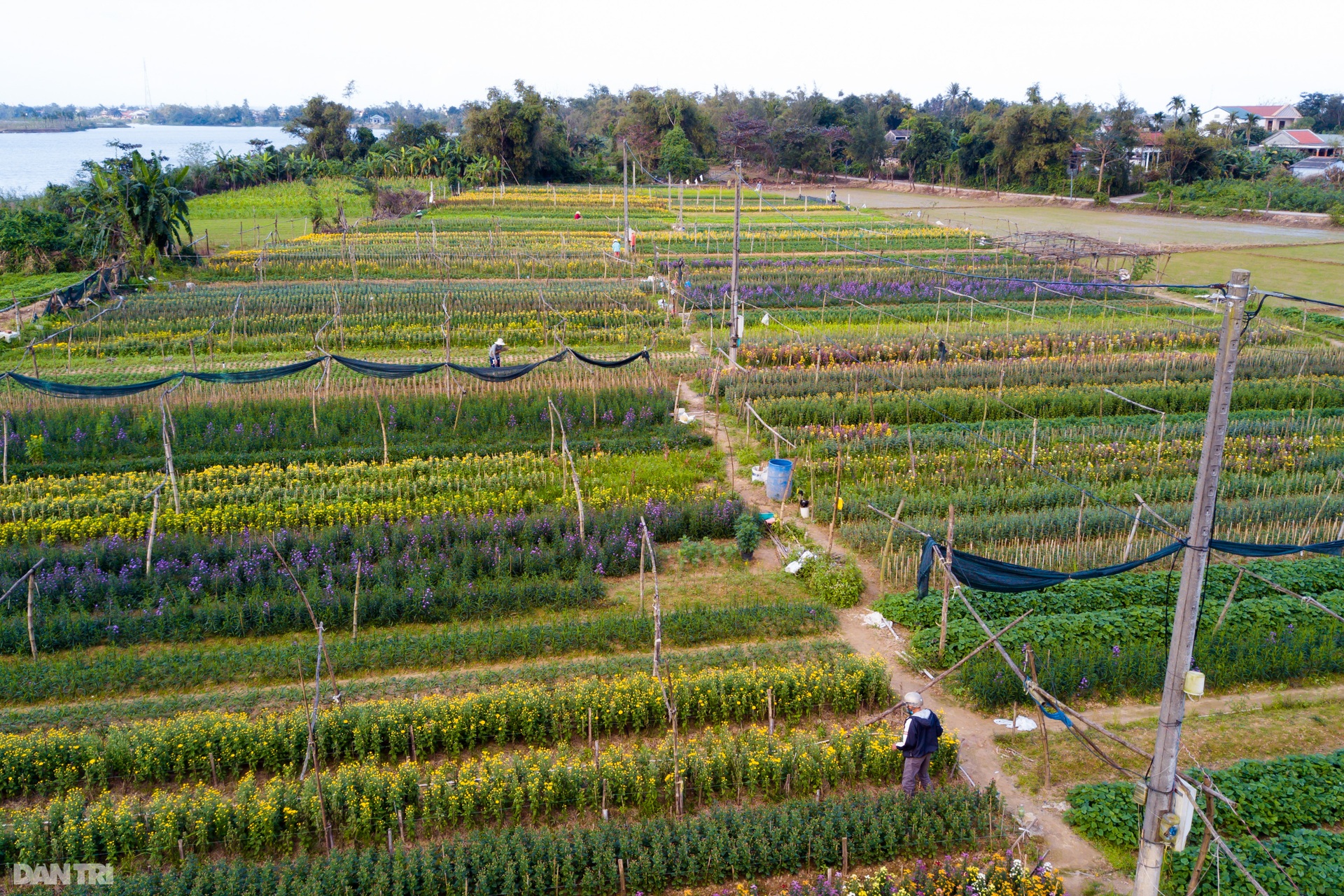 Nông dân Thừa Thiên Huế lo mất trắng vụ hoa Tết 2022 - 13