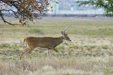 Phát hiện làn sóng Covid-19 tiến hóa bất thường ở loài hươu đuôi trắng