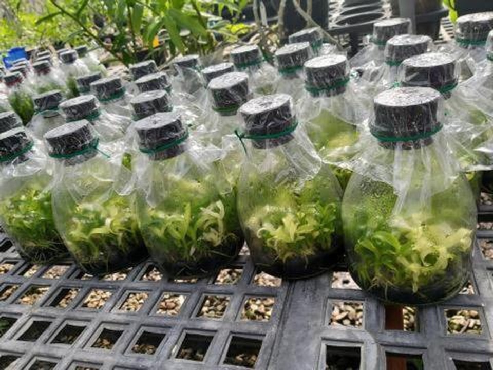 Trái đắng Phi điệp đột biến: Bán đổ, bán tháo cho... người thân - 1 Trái đắng Phi điệp đột biến: Bán đổ, bán tháo cho... người thân - 1