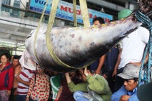 Người người đổ ra cảng xem cá ngừ vây xanh 300kg cực hiếm