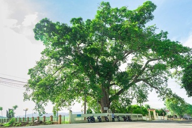 Cận cảnh cây đa di sản hơn 300 tuổi gãy cành lớn, rơi trúng 4 học sinh