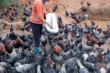 Tuyệt chiêu nuôi gà đen bán Tết của gái Mông 9x